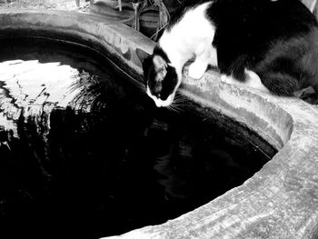 Close-up of dog in water