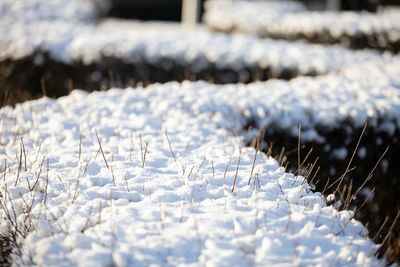 A dense urban hedge covered with a thick layer of snow.