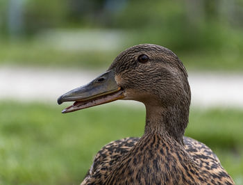 Close-up of duck