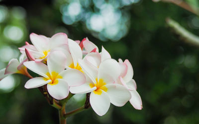 Close-up of white flowering plant