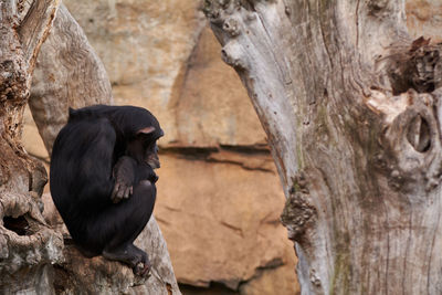 The sadness of a monkey on a tree. the sadness of the moment