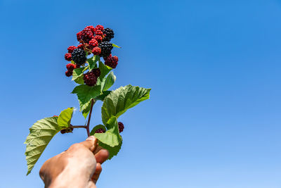 Low angle view of person holding red rose against blue sky