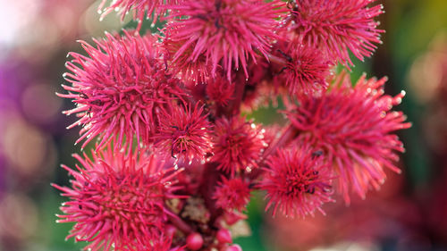 Close-up of pink flowering plants