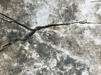 Low angle view of snow on tree