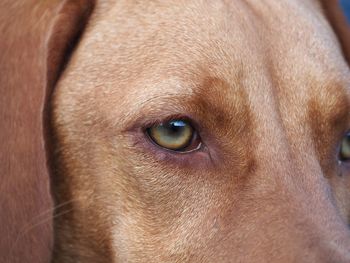 Close-up portrait of dog