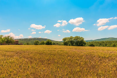 Feels like summer - wheat field under blue sky in summer with rural farmhouse on the left