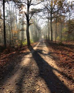 Trees along footpath in autumn