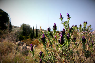 Close-up of purple flowering plants on field against sky