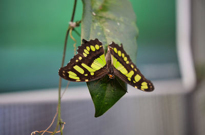 Close-up of insect on leaf