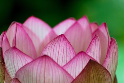 Close-up view of pink leaves