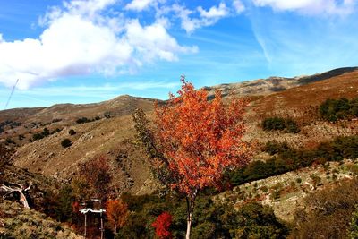 Autumn is coming to the gennargent mountains, sardinia