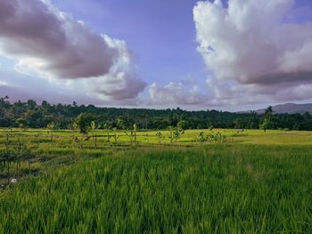 Scenic view of agricultural field against sky