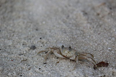 Beach crab