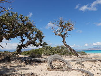 Trees on beach against sky