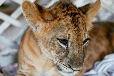 Close-up of lion