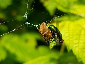 Close-up of spider hunting fly on web