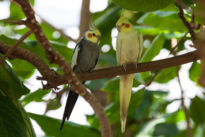 Close-up of bird perching on tree