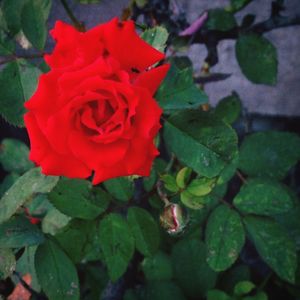 Close-up of red flowers