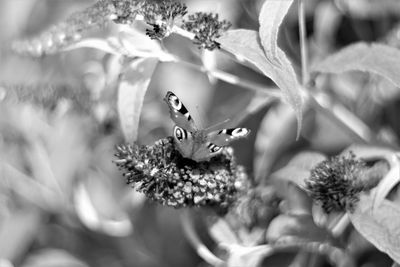 Close-up of insect on flowering plant