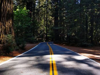 Sunlight falling on empty road in forest