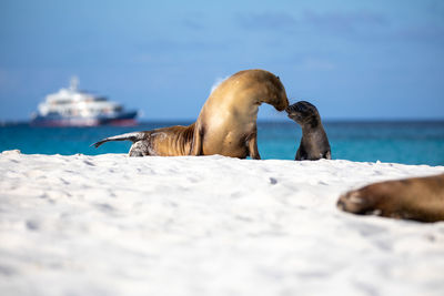 View of an animal on beach