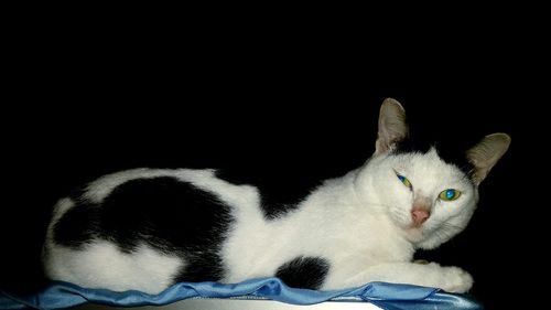 Close-up of a cat looking away