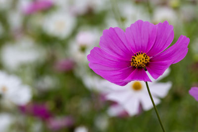 Close-up of pink cosmos flower