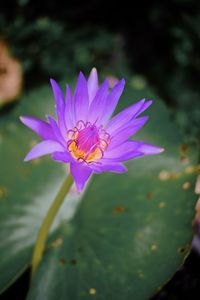 Close-up of pink water lily