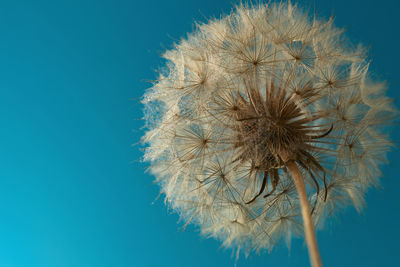 Close-up of dandelion against blue sky