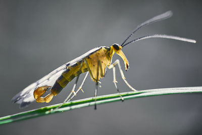 Close-up of butterfly on leaf