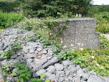 Plants growing on a tree