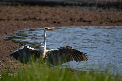 View of bird flying over lake