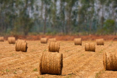Hay bales on field