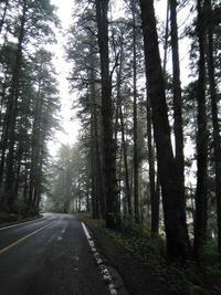 Road amidst trees in forest