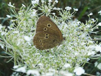 Close-up of butterfly on tree