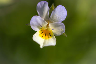 Close-up of purple flowering plant