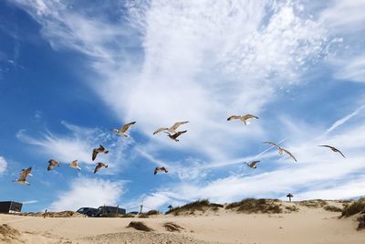 Birds flying over beach against sky
