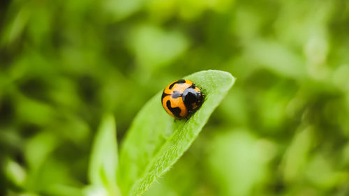 Close-up of ladybug on leaf