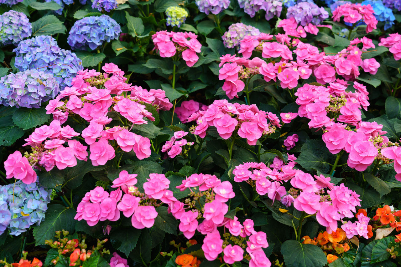 HIGH ANGLE VIEW OF PINK FLOWERS