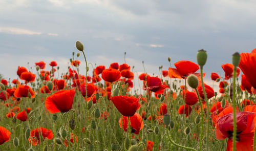Red poppies blooming on field