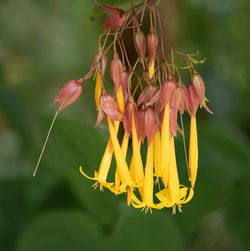 Close-up of wilted flower