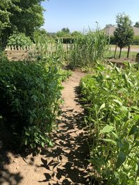 Plants growing on field