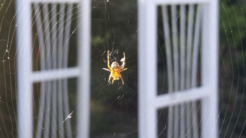 Close-up of spider on web