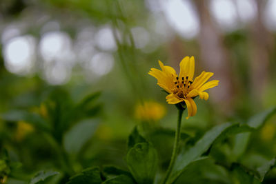 Close-up of yellow flowering plant