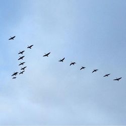 Low angle view of birds flying in sky