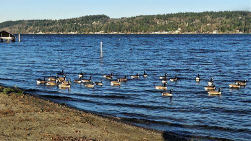 View of birds swimming in lake