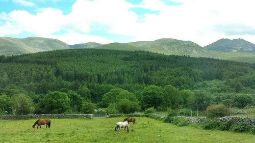 Scenic view of grassy field