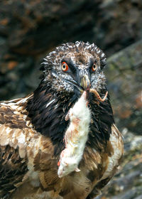 Close-up of eagle