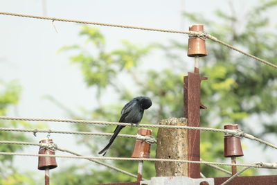 Black drongo bird with two tails sitting on electric line or electric post on the morning