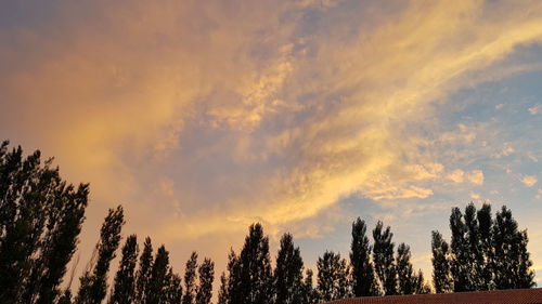 Low angle view of silhouette trees against sky